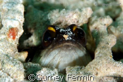 gold-spec jawfish by Gurney Fermin 